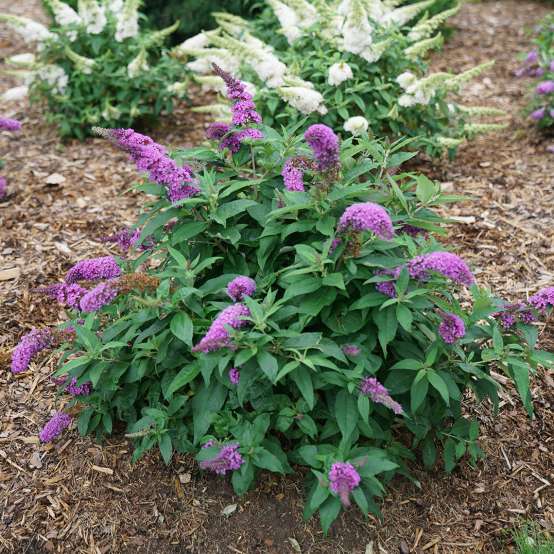 compact Pugster Periwinkle Buddleia in garden with Pugster White Buddleia